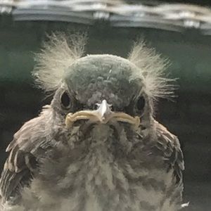 Meet your Posher, Gerald